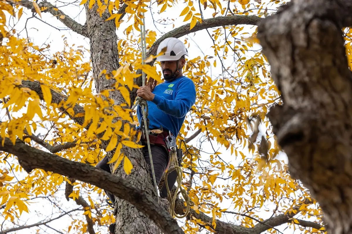 Skilled Tree Planing crew working in Eagleville