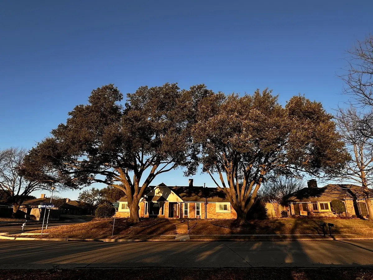 Established residential canopy tree shading a home in Eagleville